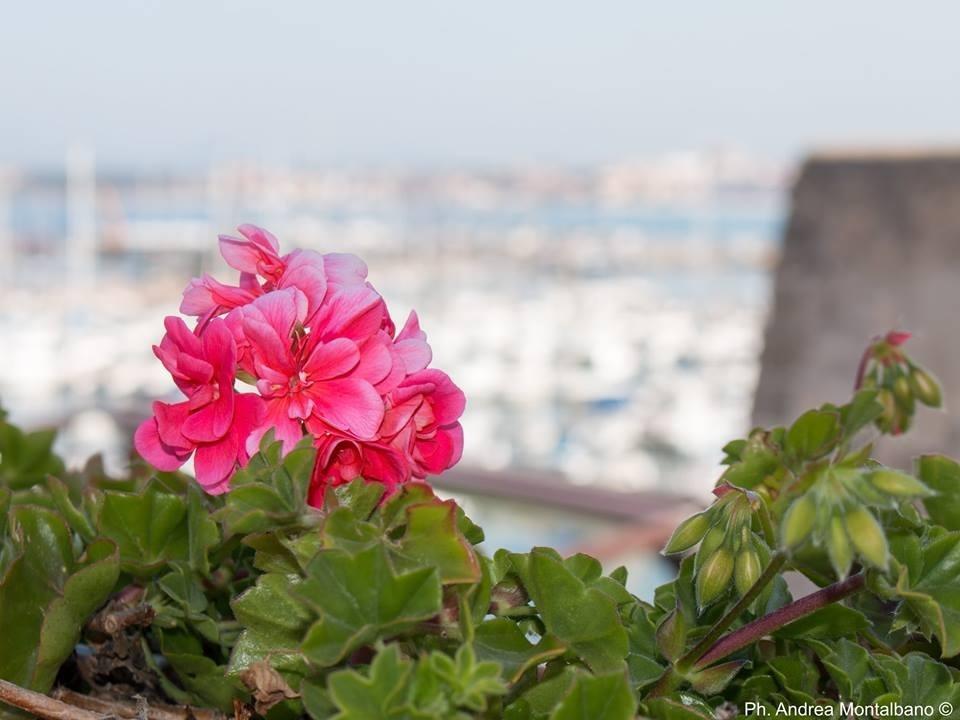 La Terrazza Sul Porto - Frühstückspension